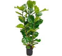 Ficus lyrata, arbuste de 140cm de haut et 27cm de diamètre, ficus lyre comme