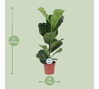 Ficus lyrata (figuier lyre) - Plante d'intérieur purificatrice d'air - Ø17cm
