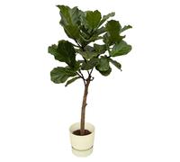 Ficus Lyrata tige y compris elho Greenville Rond blanc - 150-160cm - Ø30cm - Plante d'intérieur - Ensemble complet - Plante avec pot