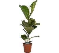 Ficus lyre (Ficus lyrata) - Plante d'intérieur, Ø17cm, hauteur 60cm - Plante