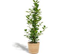 Ficus microcarpa Moclame - Ø21cm - Ø95cm, panier naturel inclus - Plante