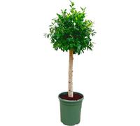 Ficus Nitida, 150cm de hauteur, plante d'intérieur à feuilles persistantes avec