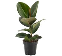 Ficus Robusta Arbre à caoutchouc d’intérieur pour la Maison ou le Bureau (30-40 cm avec pot)