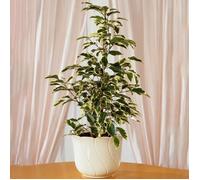 Ficus Starlight | Meilleures Plantes d'intérieur en Cadeaux | Plante en Maison en Pot (30-40 cm avec Pot)