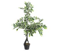 Ficus Variegato C-Pot Plant X760F H120