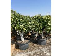 Figuier - 40 ans - Arbres fruitiers - Calabacita Blanca (Ficus carica) - Figuier rustique - Jardin - 180 cm, pot compris