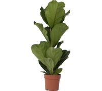 Figuier à Feuilles de Violon - Ficus Lyrata - Hauteur 70-90cm - ⌀21cm