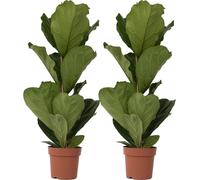 Figuier à Feuilles de Violon - Set de 2 - Ficus Lyrata - Hauteur 70-90cm - ⌀21cm
