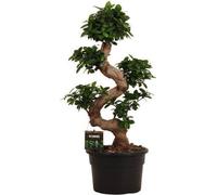 Figuier chinois - Ficus Microcarpa Ginseng - Bonsaï d'intérieur d'environ 80 à