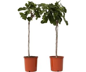 Figuier de Barbarie - Set de 2 - Ficus Carica - Hauteur 70-90cm - ⌀21cm