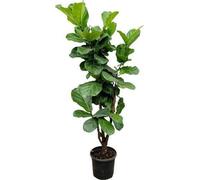 Figuier lyre - Ficus lyrata - env. 170cm de haut - Ø32cm - Un figuier lyre, une