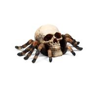 Figurine décoratif Crâne avec pattes d'Araignée Puckator Beige 6,5x16,5x11 cm