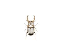 Figurine murale en résine or, insecte, léger - Chehoma, Miroirs - 22x5x43 cm