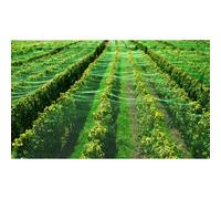 Filet De Bassin 7 M X 6 M Filet De Protection Contre Les Feuilles, Filet De Protection Contre Les Hérons, Filet De Silo, Filet À Feuilles, Filet De Protection Contre Les Oiseaux Vert
