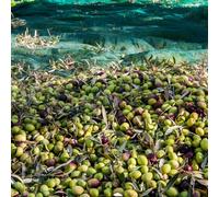 Filet de récolte olives ou autres - 8x8m
