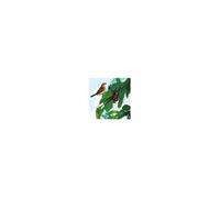 Filet Oiseaux 2X10m G