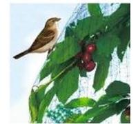 Filet Oiseaux 2X10m G