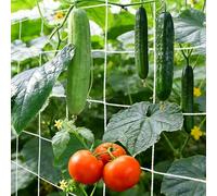 Filet Plante Grimpante Exterieur Filet pour Plantes Grimpantes avec Mailles de 15 cm Filets pour Jardin Potager Serre Treillis Concombre, Tomates (1.5m x 4.5m)