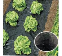 Film percé de paillage potager WERKA PRO
