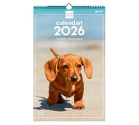 Finocam - Calendrier mural 2026 25 x 40 cm Mois vue janvier - décembre 2026 + septembre 2026 - Déc. 2025 (4 mois) réduits | Calendrier 2026 | Images Chiots - Catalan