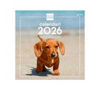 Finocam - Calendrier mural 2026, 30 x 30 cm, vue mois janvier - décembre 2026 + sept. - Déc. 2025 (4 mois) réduits | Calendrier 2026 | Images chiots - Catalan