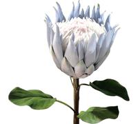 Fleur artificielle Protea, Protea royal floqué bleu pour photographie, décoration de mariage à la maison, arrangement floral