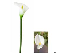Fleur ARUM sur tige 65cm, ivoire