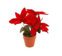 Fleur de Noël Poinsettia dans pot