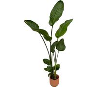 Fleur d'oiseau de paradis Strelitzia Nicolai Vibes Fold Round Rose, 100cm de