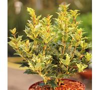 Fleur odorante épineuse Tricolor Osmanthus heterophyllus 60 - 80 cm à feuilles persistantes