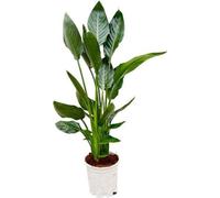 Fleur oiseau de paradis Strelitzia Reginae - Plante d'intérieur - Ø21cm