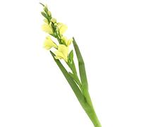 Floral Elegance Glaïeul Artificiel à Tige Unique Vert 118 cm X 6 - Artificiel de Luxe Plage de Fleur en Soie