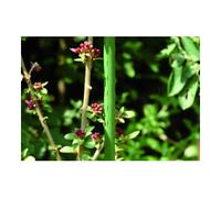Floraworld floraworld Tuteur de plante métal, diamètre 8 mm, 60 cm, vert Quantité:25