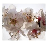 Flowers, rideau imprimés grand zoom sur fleurs blanche et délicates 180x160 cm, 2 parts G