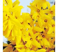 Forsythia Lynwood 3l - Plante En Pot - Hauteur 60/80 cm