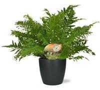 Fougère à côtes Blechnum Silver Lady, plante d'intérieur, Ø17cm, hauteur 50cm +