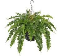 Fougère de Boston artificielle en suspension – 3 modèles – env. 60–80 cm – Plante décorative artificielle dans un panier – Réaliste – Plante d'intérieur pour balcons