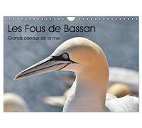 Fous de Bassan - Grands oiseaux marins (Calendrier mural 2027 DIN A4 vertical), CALVENDO calendrier mensuel: A la découverte d'un excellent plongeur: le Fou de Bassan