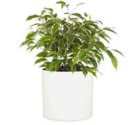 Fox & Fern Pot de Fleur Interieur et Extérieur, Jardinieres Exterieur, Pot Plante Résistant UV et Gel avec Bouchon de Drainage, Fiberstone, Jardiniere, Pot de Fleur Exterieur Grande Taille, Pot Unique