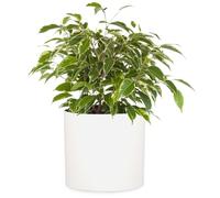Fox & Fern Pot de Fleur Interieur, Pot pour Plantes en Polystone, Cache Pot Plante Interieur et Extérieur Résistant UV et Gel, Pot Fleur Exterieur Grande Taille, Jardinieres Exterieur Bouchon Drainage