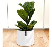 Fox&Fern Pot de Fleurs L avec Structure linéaire - Grand Pot de 27 cm avec évacuation d'eau pour Plantes d'intérieur et d'extérieur - Convient pour Support de Fleurs Fox&Fern L (diamètre 30 cm) -
