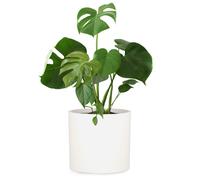 Fox & Fern Pot de fleurs Venlo