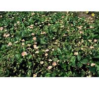 Fraise des bois (Fragaria vesca) 10-25cm, Ø9cm, 12 plants, couvre-sol