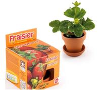 Fraises à semer Explore nature 8,000000 Mini Pot