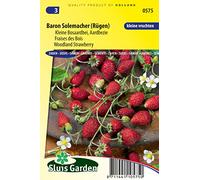 Fraisier des bois Baron Solemacher (Rügen) - Légumes ou plantes à fruit