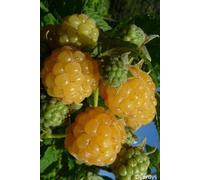 Framboisier 'golden everest' taille du pot - en pot de 1,5 litres