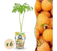 Framboisier - Rubus idaeus Fallgold - Rustique - 6 Plants - 15-25cm - Ø9cm - Plante de jardin