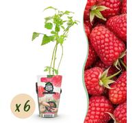 Framboisier - Rubus idaeus Heritage - Rustique - 6 Plants - 15-25cm - Ø9cm - Plante de jardin