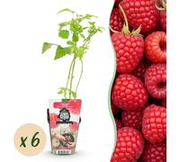 Framboisier - Rubus idaeus Ottawa - Rustique - 6 Plants - 15-25cm - Ø9cm - Plante de jardin