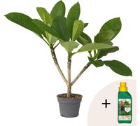 Frangipanier + engrais végétal - Plumeria rubra 'Hawaii' - H45-55cm - ⌀17cm